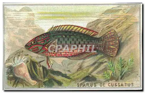 Image Sparus De Cussatus Poisson Fish