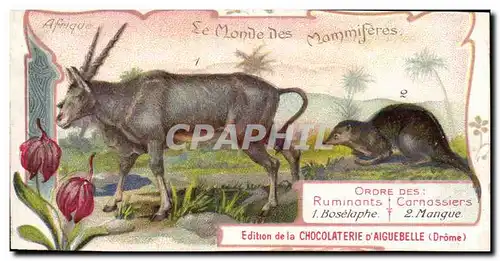 Chromo Le Monde des Mammiferes Ordre des Ruminants Carnassiers Mangue Chocolaterie d&#39Aiguebelle D