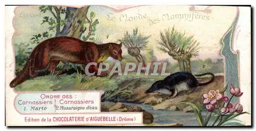 Chromo Le Monde des Mammiferes Ordre des Ruminants Carnassiers Mangue Chocolaterie d&#39Aiguebelle D