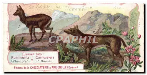 Chromo Le Monde des Mammiferes Ordre des Ruminants Carnassiers Mangue Chocolaterie d&#39Aiguebille D