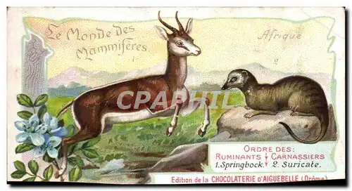 Chromo Le Monde des Mammiferes Ordre des Ruminants Carnassiers Mangue Chocolaterie d&#39Aiguebille D