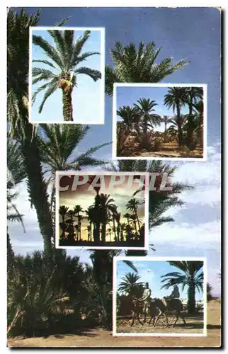 Cartes postales Pittoresque Afrique Du Nord Picturesque norther Africa Scenes de la Palmerale