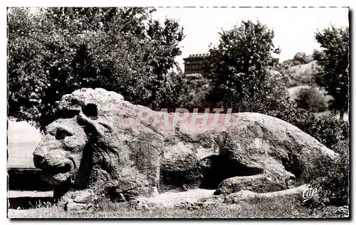 Cartes postales Ifrane le lion Maroc