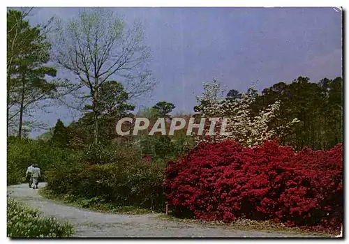 Cartes postales Nature&#39s blaze of color along a path in the Nor Folk Azalea Gardens Norfolk Virginia