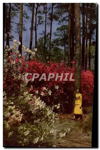 Cartes postales Norfolk Municipal Gardens Norfolk Va During Azalea time in april