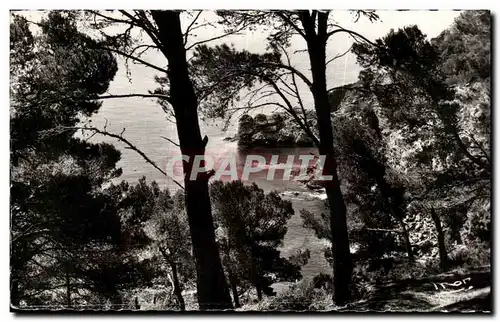 Cartes postales Ile de Porquerolles La grande cale a travers les pins