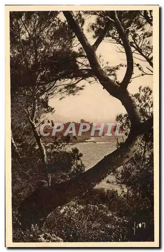 Cartes postales La Cote d&#39Azur Le Cap Ferrat Vu A Travers Les Pins d&#39Alep