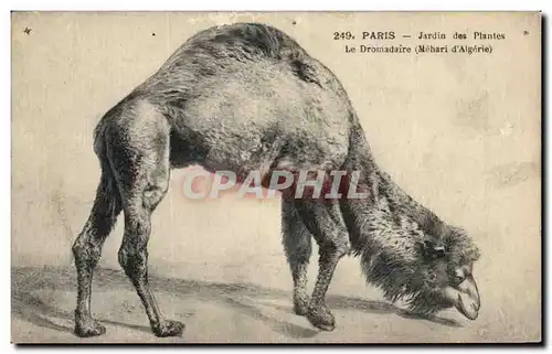 Ansichtskarte AK Paris Jardin des Plantes Le Dromadaire Camel Zoo Mehari d&#39Algerie