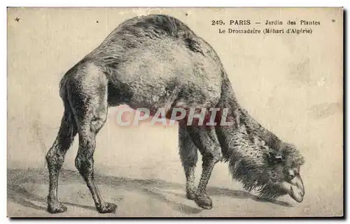 Cartes postales Paris Jardin des Plantes Le Dromadaire Camel Zoo Mehari d&#39Algerie