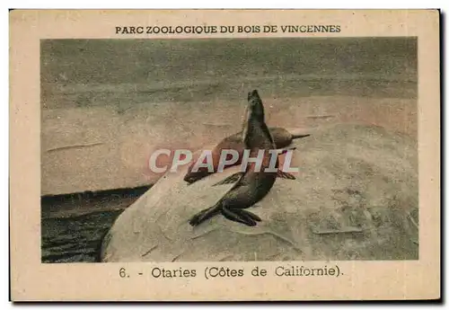 Image Parc zoologique Du Bois De Vincennes Otaries Cotes De Californie Zoo