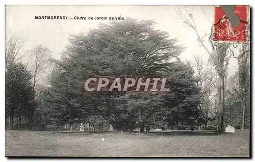 Ansichtskarte AK Montmorency Cedre du Jardin de Ville