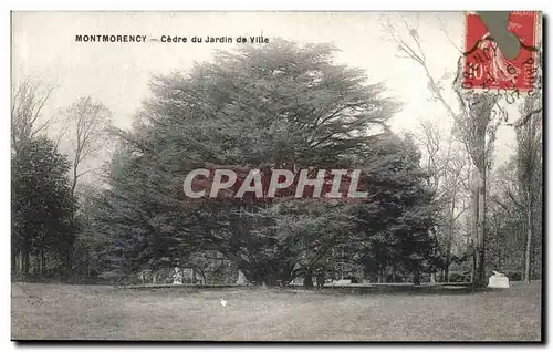 Cartes postales Montmorency Cedre du Jardin de Ville