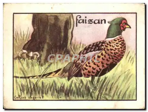 Image Faisan oiseau