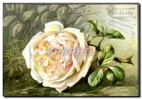 Image Modeste Souvenir fleur rose