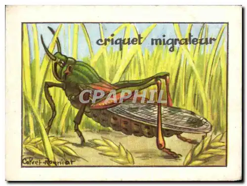 Image Criquet Migrateur