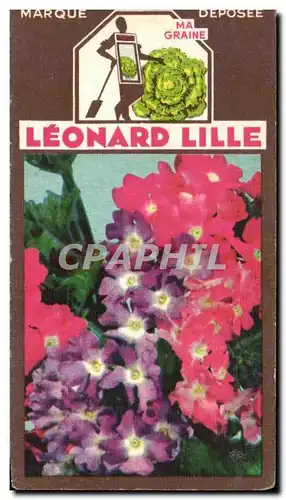 Image Fleurs Leonard Lille Verveine