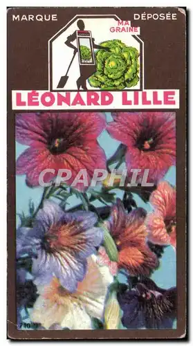 Image Fleurs Leonard Lille Salpigossis