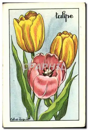 Image Tulipe Fleurs