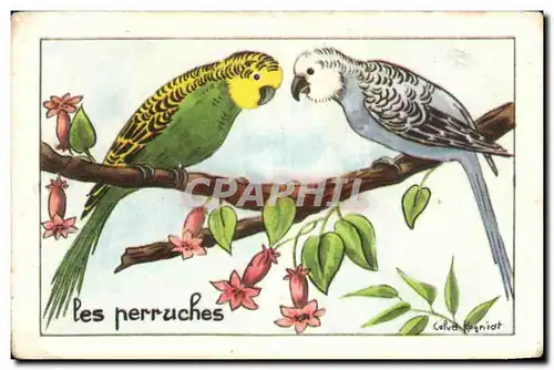 Image Les Perruches Perroquets