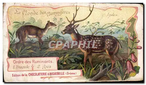 Chromo Le Monde Des Mammiferes Tragule Axis