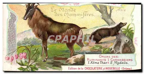 Chromo Le Monde Des Mammiferes Chocolaterie d&#39aiguebelle Drome Kema Thar Mydaus Chevre