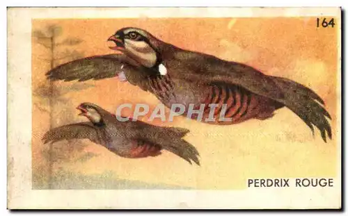 Image Perdrix Rouge