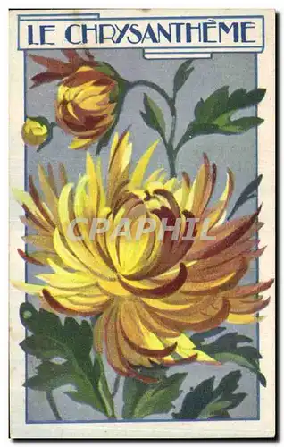 Image Le Chrysantheme Chicoree Extra A La Menagere Papier Grains De Case Duroyon Ramette Cambrai