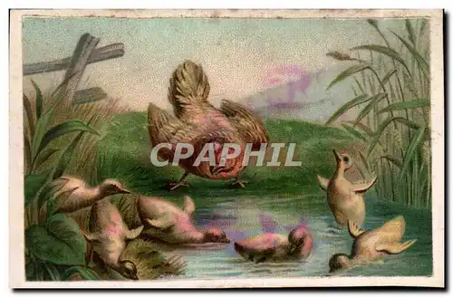 Chromo Chocolat Nantaise Berthelot Rue Voltaire Usine a vapeur Rue Canclaux Nantes Poule Canards Can