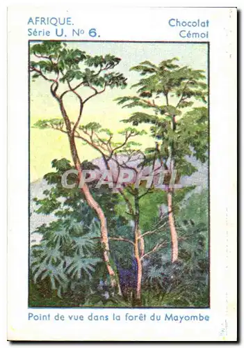 Image Afrique Chocolat Cemol Point de Vue dans la Foret du Mayombe