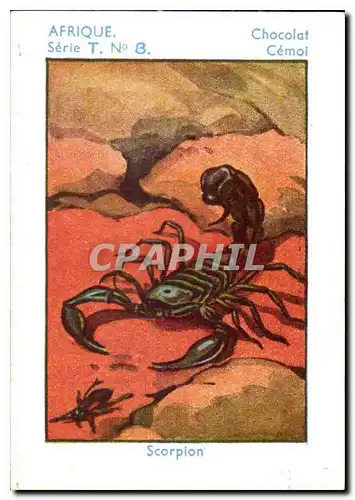 Image Scorplon Chocolat Cemol