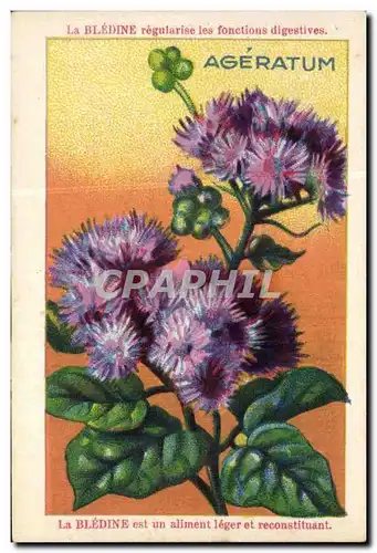 Image Bledine Ageratum