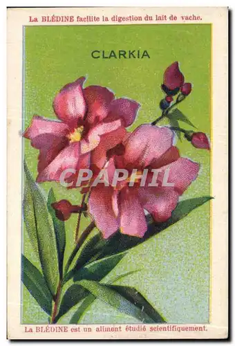 Image La Bledine Clarkia