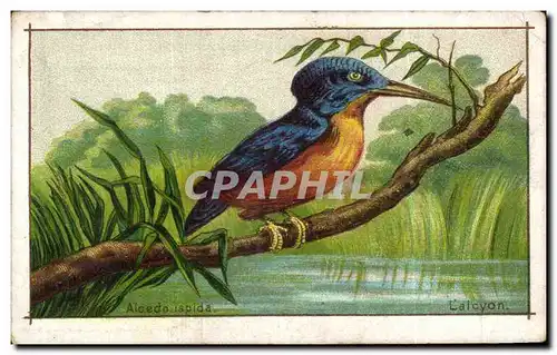 Image Maison des Abeilles Manufacture Generale Draperie Velours Coutils Lalcyon oiseau