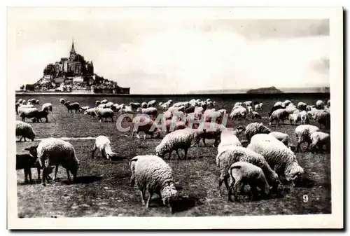 Cartes postales moderne Mont Saint Michel Moutons