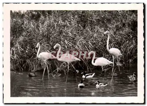 Cartes postales moderne Saintes Maries de la mer Flamands Roses