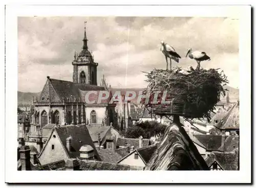 Cartes postales moderne Colmar Nid de Cigognes avec Vue sur la Cathedrale