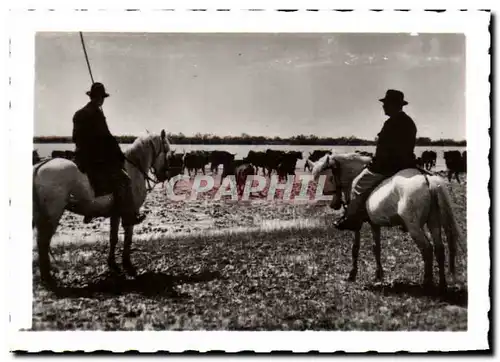 Cartes postales moderne Les Saintes Maries De la Mer Taureaux en Camargue