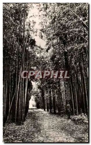 Cartes postales Domaine De Prafrance Par Generargues Palmiers et Bambous