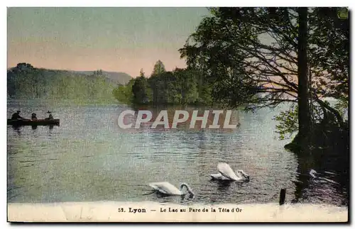 Cartes postales Lyon Le Lac au Parc de la Tete d&#39Or Cygne