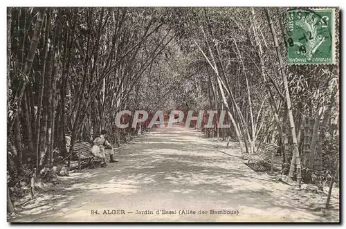 Cartes postales Algers Jardin d&#39Essai Allee des bambous bamboo