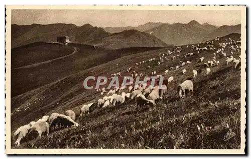 Cartes postales Luchon Superbagneres Mouton Au Paturage Sur Le Plateau Sheep