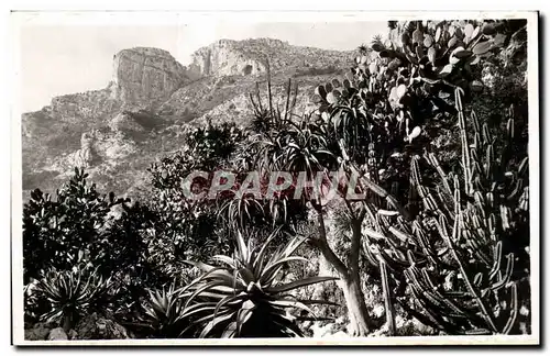 Cartes postales Monaco Les Jardins Exotiques Aloes Cereus et Opuntia divers