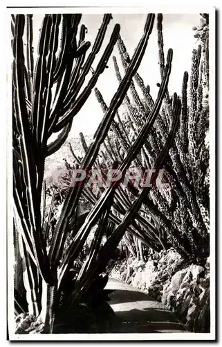 Cartes postales Monaco Les Jardins exotiques Cereus validus Cereus montruosus Pilocereus cometes Cactus Cacte