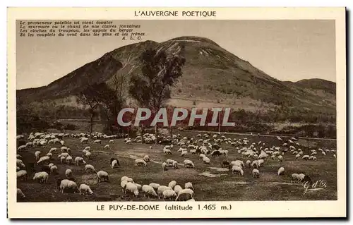 Cartes postales Poetic Auvergne Puy De Dome Sheep�