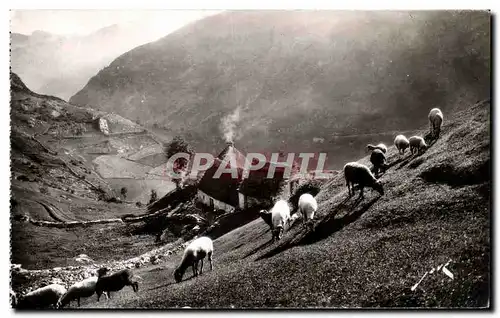 Cartes postales Pau Terroir pyreneen Paturages en haute montagne Moutons