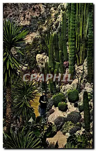 Cartes postales Principaute De Monaco Un Beau Jardin De Plantes exotiques