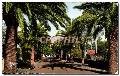Cartes postales Cote d'Azur Sanary Sur Mer Avenue De Port Issol