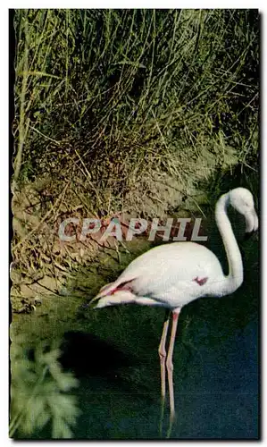 Cartes postales moderne La Camargue Flamant rose oiseau