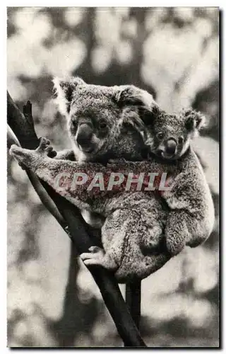 Ansichtskarte AK Femelle koala et son petit