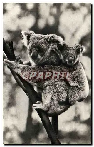 Cartes postales Koala